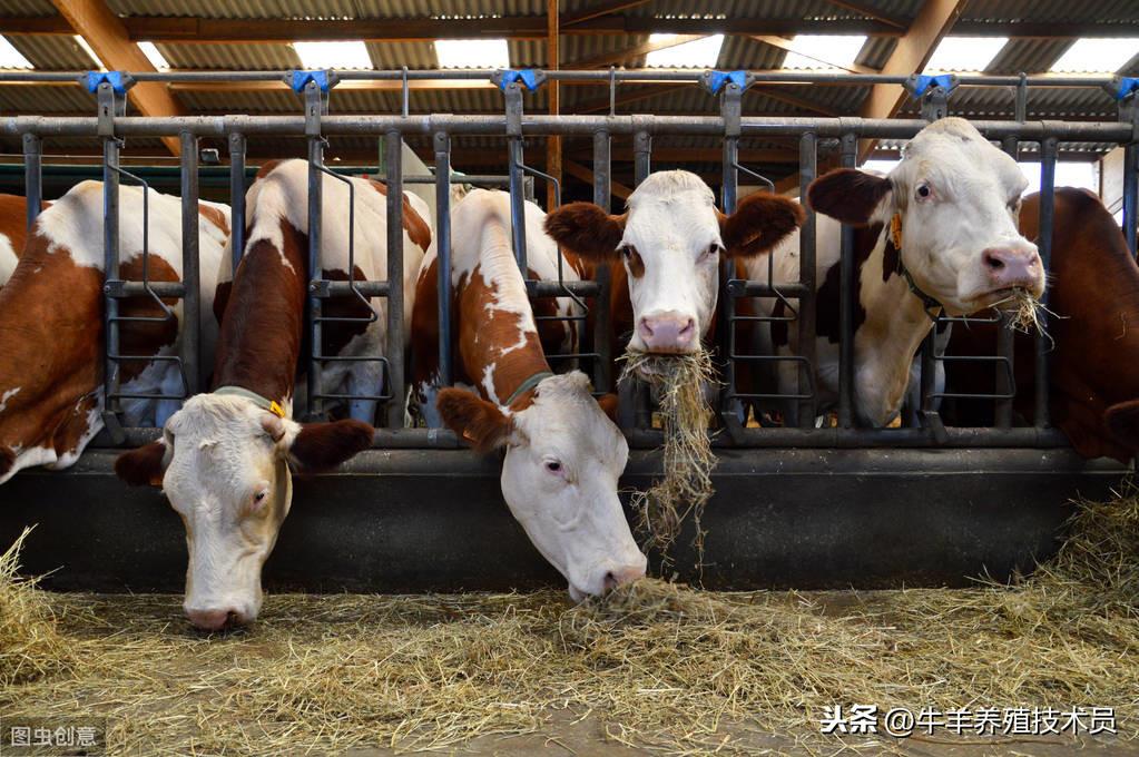 牛每天补多少硒元素最好（牛补硒有什么好处）-硒宝网
