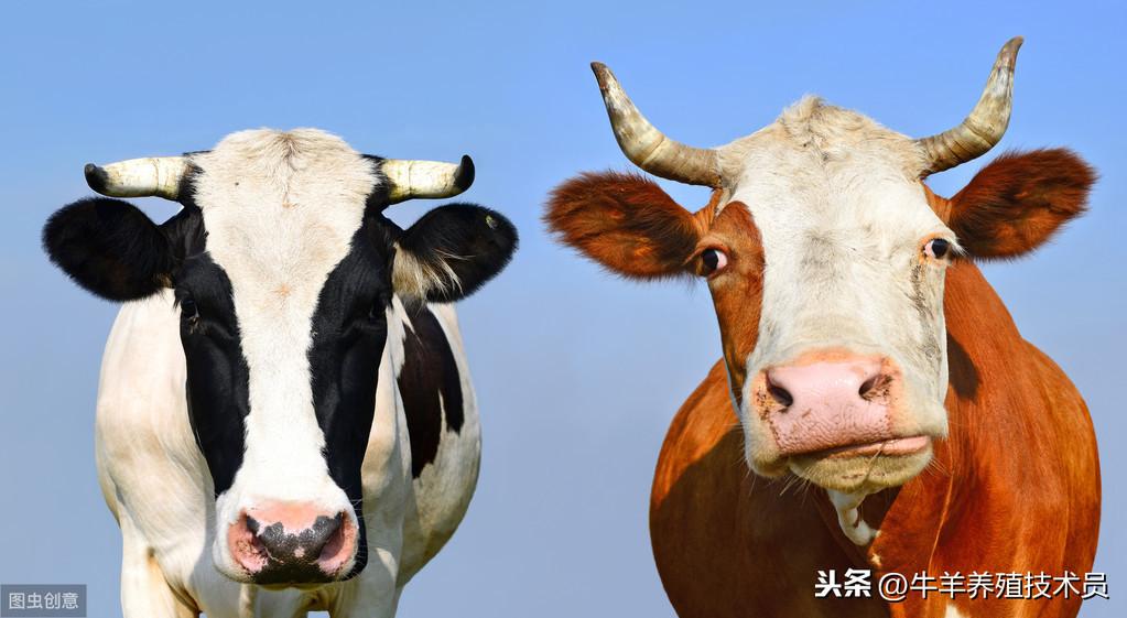 牛每天补多少硒元素最好（牛补硒有什么好处）-硒宝网