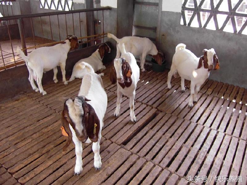 羊羔出生几天补硒最好呢(羔羊补硒用什么药)-硒宝网