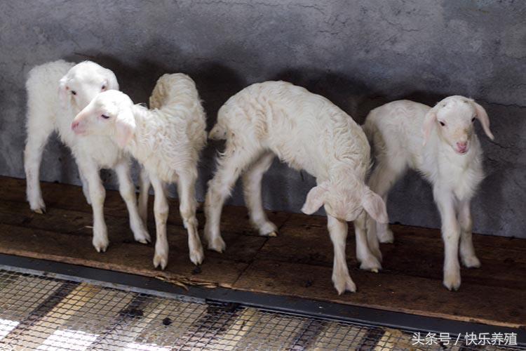 羊羔出生几天补硒最好呢(羔羊补硒用什么药)-硒宝网