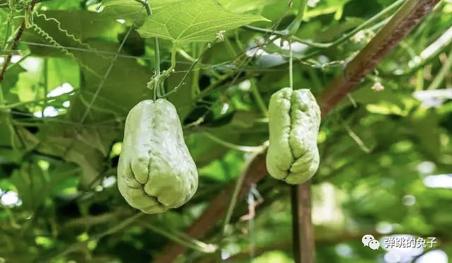 什么瓜果可以补硒元素呢(瓜果补元素硒可以吃吗)-硒宝网