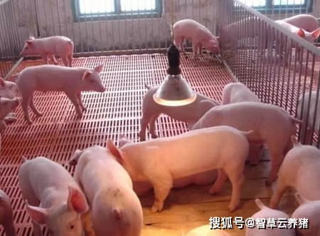 母猪产子之前可以补硒吗(母猪产前可以补充葡萄糖吗)-硒宝网