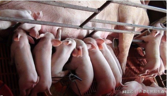 母猪产子之前可以补硒吗(怀孕母猪可以补硒吗)-硒宝网