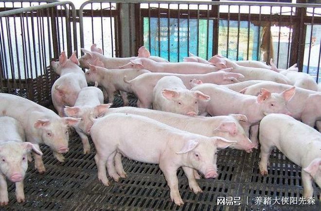 母猪产子之前可以补硒吗(怀孕母猪可以补硒吗)-硒宝网