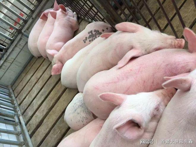 母猪产子之前可以补硒吗(怀孕母猪可以补硒吗)-硒宝网