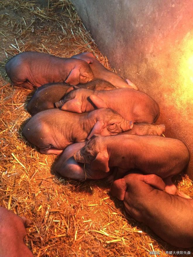 母猪产子之前可以补硒吗(怀孕母猪可以补硒吗)-硒宝网