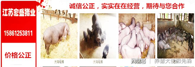 母猪产子之前可以补硒吗(怀孕母猪可以补硒吗)-硒宝网