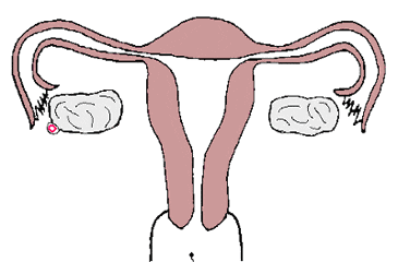 内膜不好可以补硒吗女性（硒对子宫内膜增厚有影响）-硒宝网