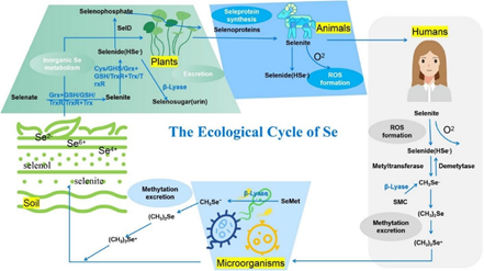 为什么有人宣传补硒食品（补硒食品）-硒宝网