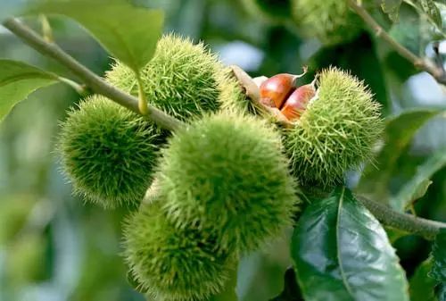 全国补硒健康工程管理办(全国补硒健康工程管理办)-硒宝网