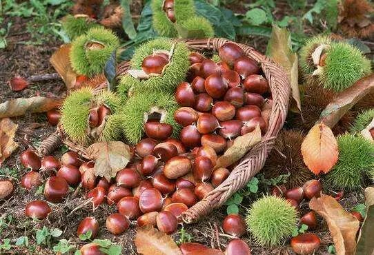 全国补硒健康工程管理办(全国补硒健康工程管理办)-硒宝网