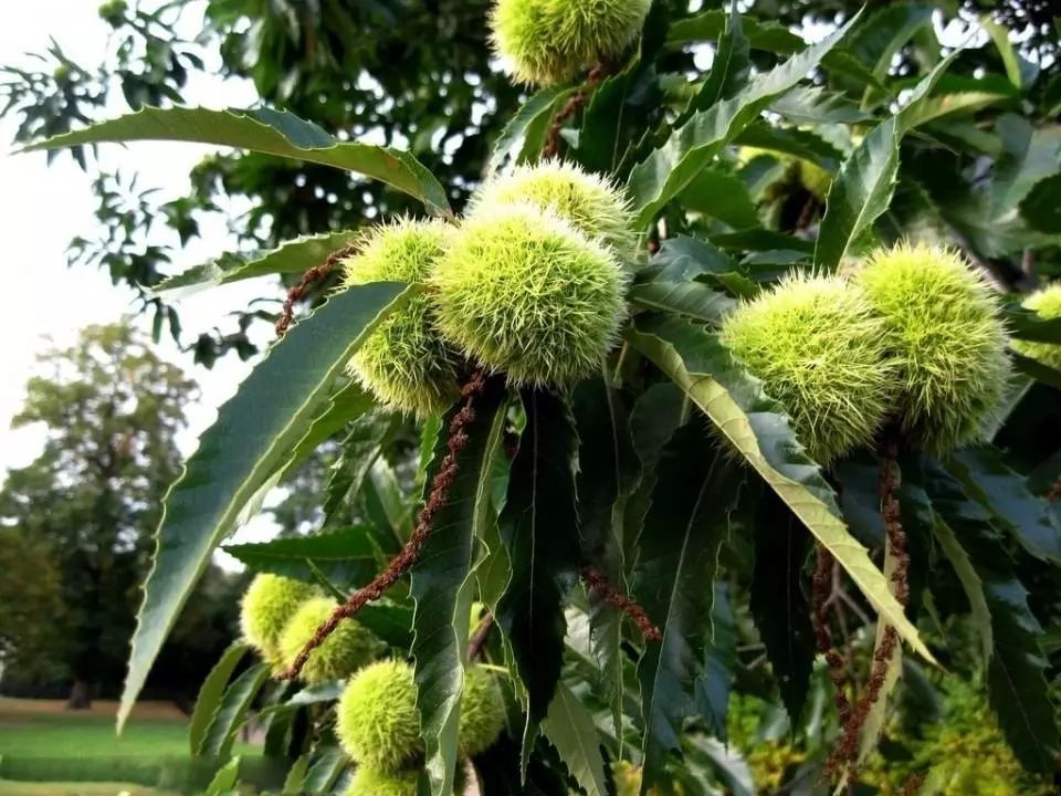 全国补硒健康工程管理办(全国补硒健康工程管理办)-硒宝网