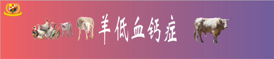羔羊补硒过量中毒怎么解（羊羔硒中毒了怎么治）-硒宝网