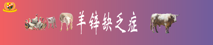 羔羊补硒过量中毒怎么解（羊羔硒中毒了怎么治）-硒宝网