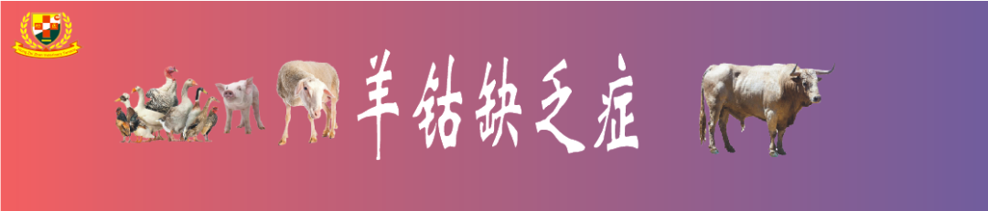 羔羊补硒过量中毒怎么解（羊羔硒中毒了怎么治）-硒宝网