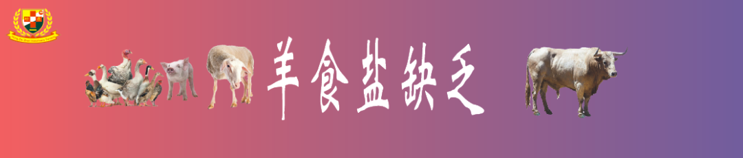 羔羊补硒过量中毒怎么解（羊羔硒中毒了怎么治）-硒宝网