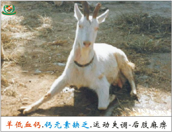 羔羊补硒过量中毒怎么解（羊羔硒中毒了怎么治）-硒宝网