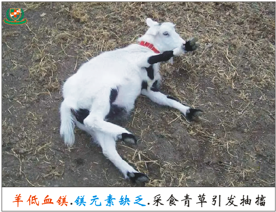 羔羊补硒过量中毒怎么解（羊羔硒中毒了怎么治）-硒宝网