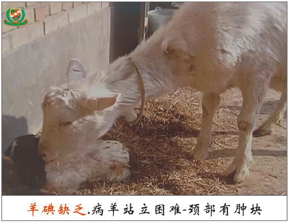 羔羊补硒过量中毒怎么解（羊羔硒中毒了怎么治）-硒宝网