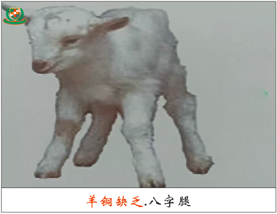 羔羊补硒过量中毒怎么解（羊羔硒中毒了怎么治）-硒宝网