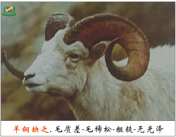 羔羊补硒过量中毒怎么解（羊羔硒中毒了怎么治）-硒宝网