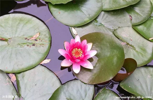 过量补硒脱发方法是什么(补硒掉头发还会生长出来吗)-硒宝网