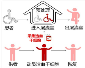 干细胞移植患者如何补硒(干细胞移植后哪些调料不能吃)-硒宝网