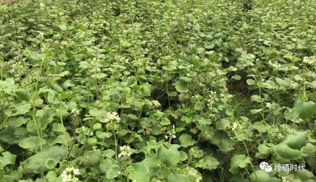 哪个地区不用补硒的植物（植物硒补多了对人体有害吗）-硒宝网