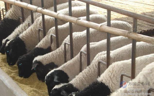 犊牛补硒注射部位是哪里（注射部位补犊牛硒是什么作用）-硒宝网