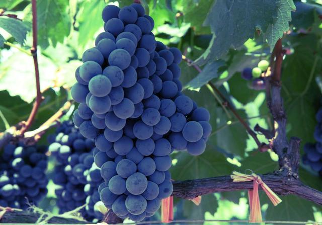 补硒抗癌水果蔬菜有什么（蔬菜水果抗癌补硒有效果吗）-硒宝网