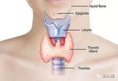 甲状腺问题要补硒吗女性(补甲状腺女性问题硒要吃多久)-硒宝网