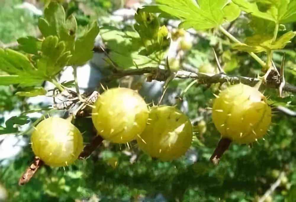 平时吃什么补硒效果最好(效果补平时吃好硒片吗)-硒宝网