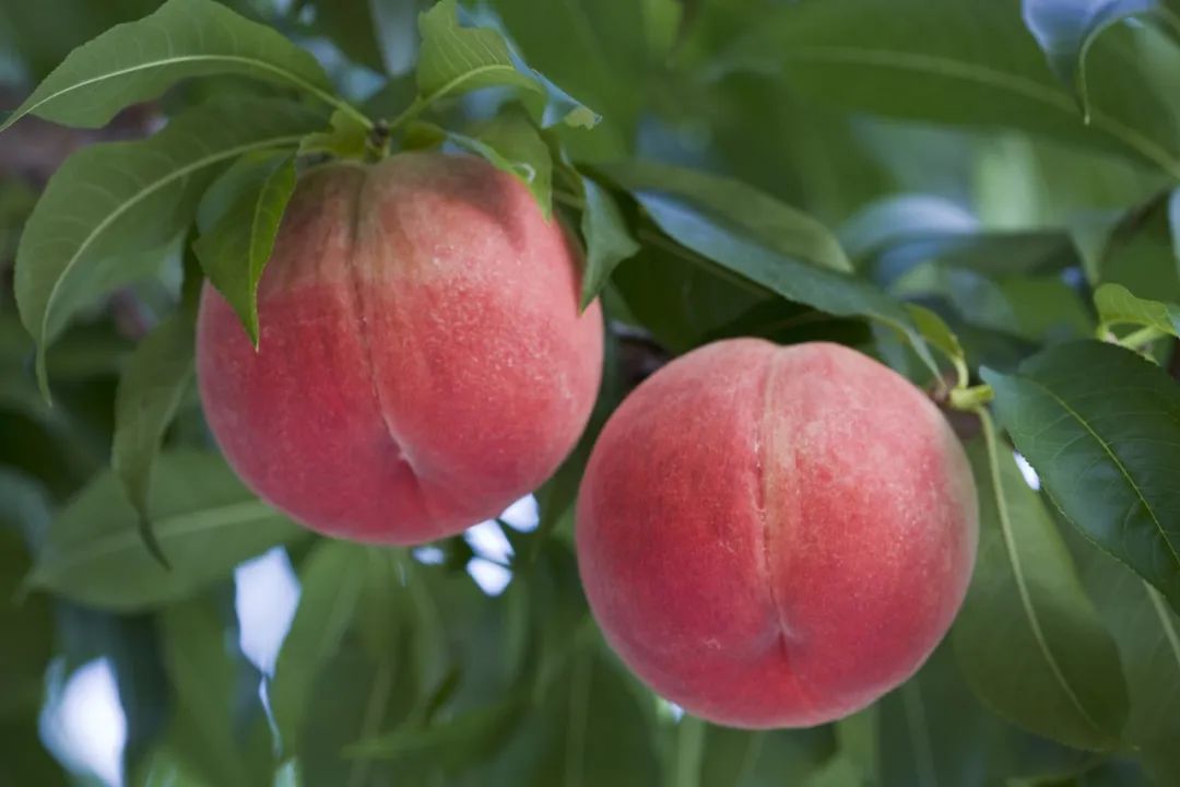 平时吃什么补硒效果最好(硒吃了好吗)-硒宝网