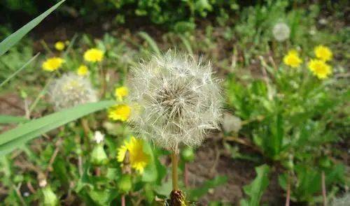 科学补硒配方食品有那些(科学补硒的作用)-硒宝网