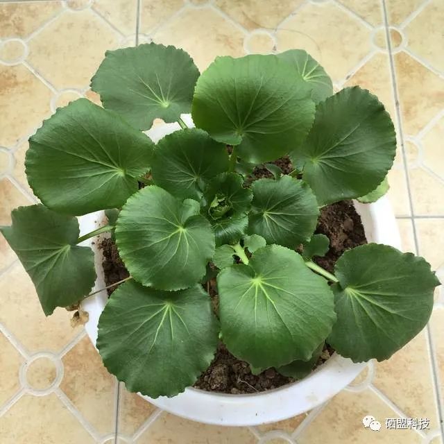 胰腺肿瘤患者吃什么补硒（肿瘤补患者吃胰腺硒片有用吗）-硒宝网