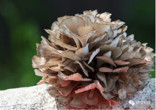 胰腺肿瘤患者吃什么补硒（肿瘤补患者吃胰腺硒片有用吗）-硒宝网