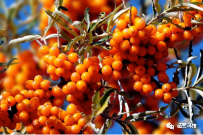 胰腺肿瘤患者吃什么补硒（肿瘤补患者吃胰腺硒片有用吗）-硒宝网