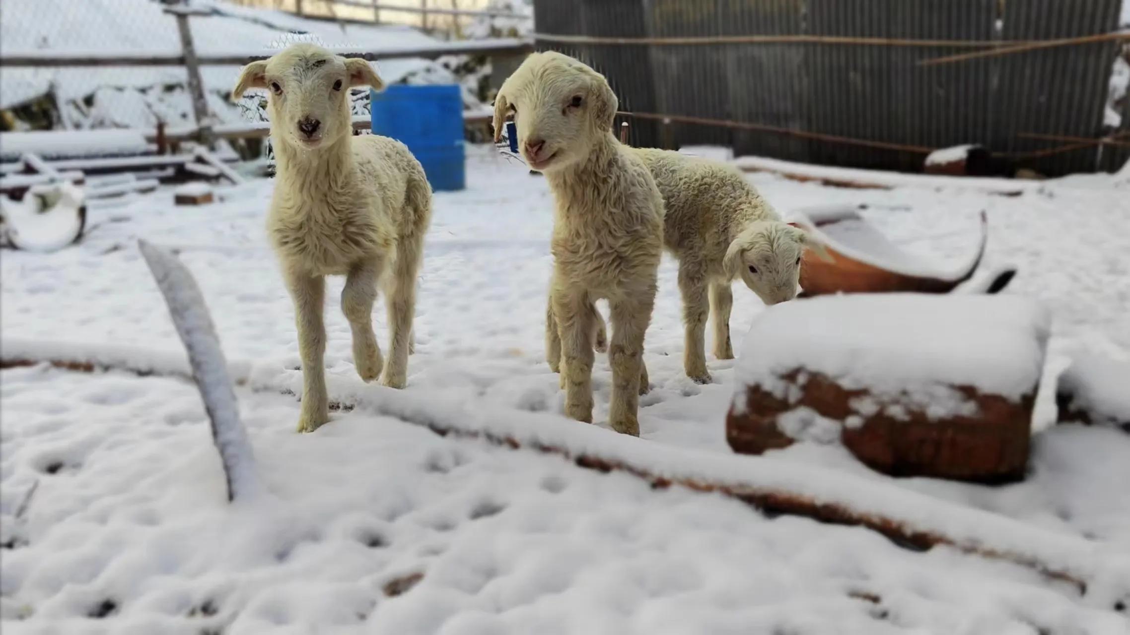 母羊怎么补硒最好呢视频(母羊产前补硒)-硒宝网
