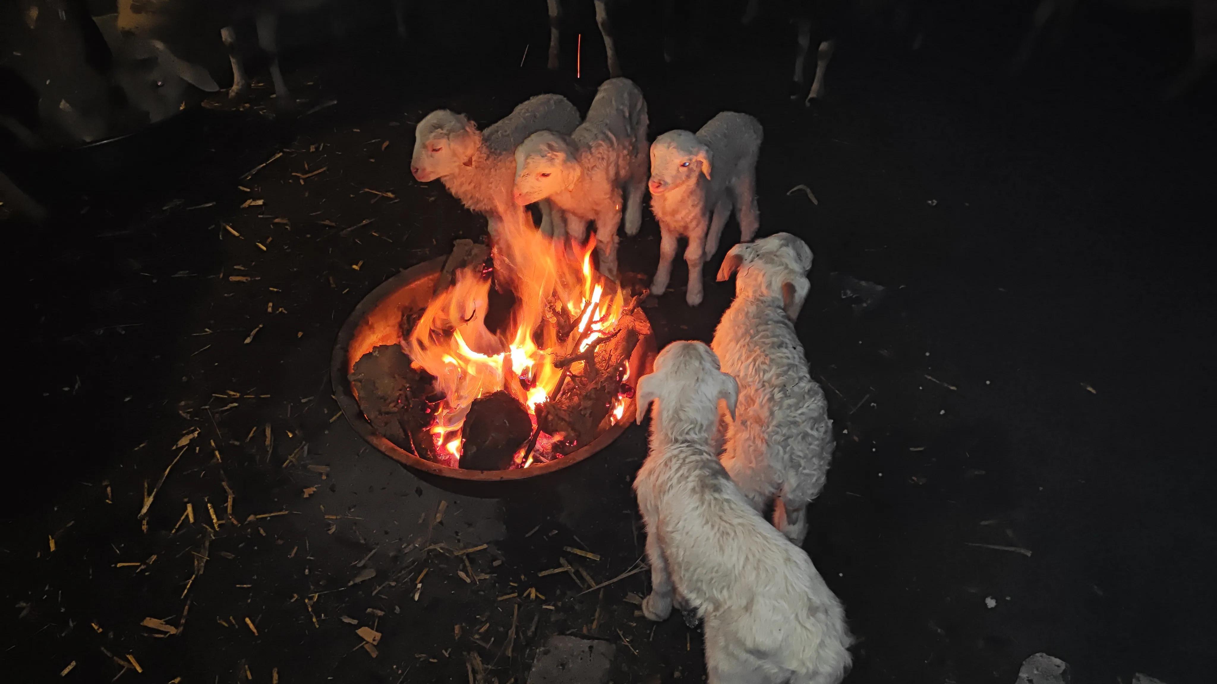 母羊怎么补硒最好呢视频(母羊产前补硒)-硒宝网
