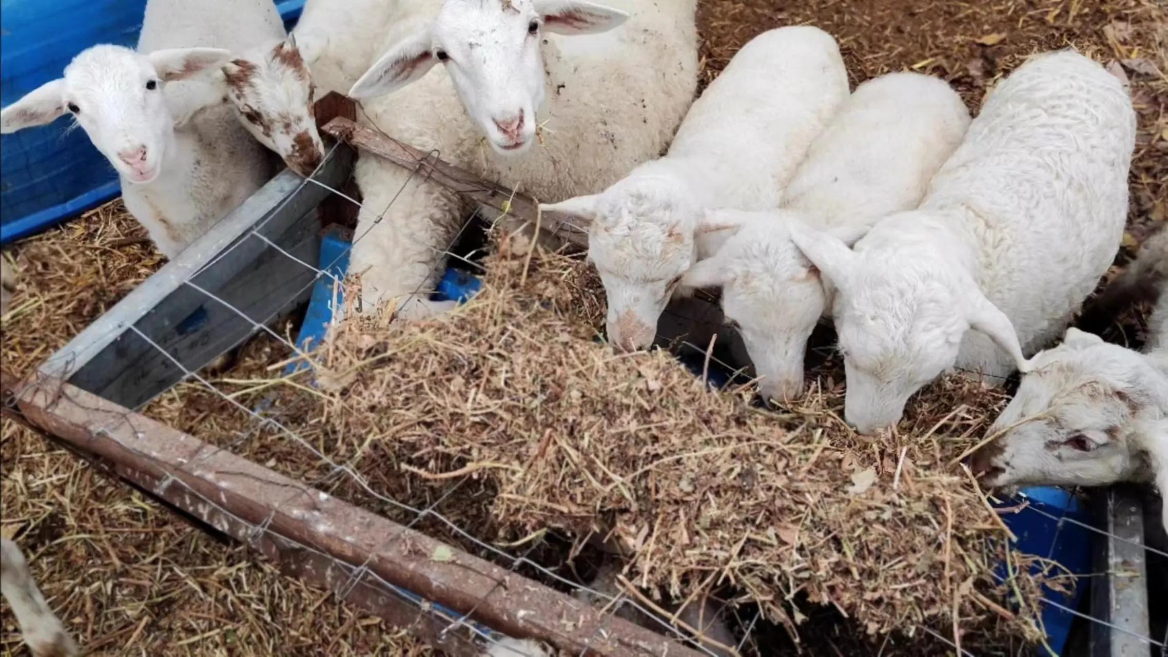 母羊怎么补硒最好呢视频(母羊产前补硒)-硒宝网