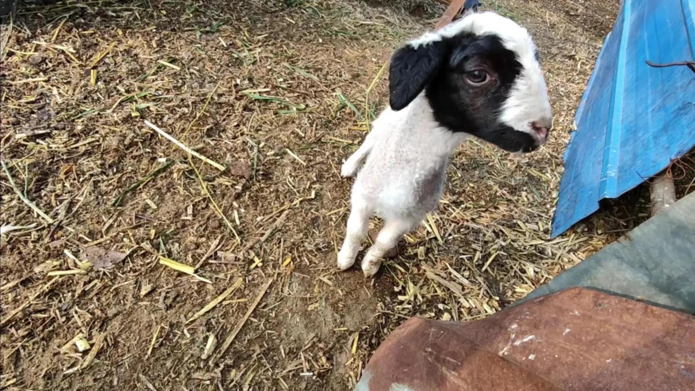 母羊怎么补硒最好呢视频(母羊产前补硒)-硒宝网