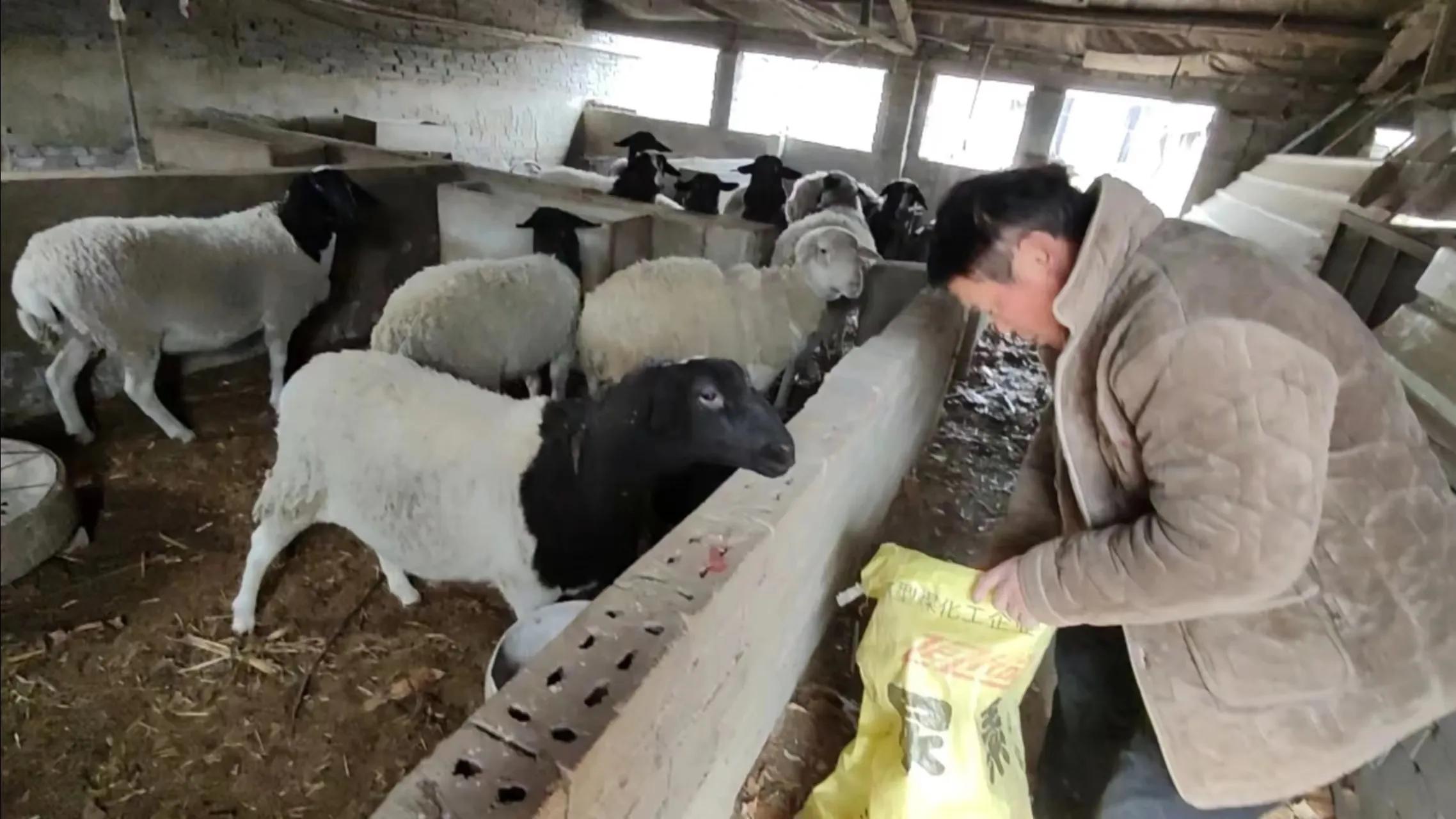 母羊怎么补硒最好呢视频(母羊产前补硒)-硒宝网