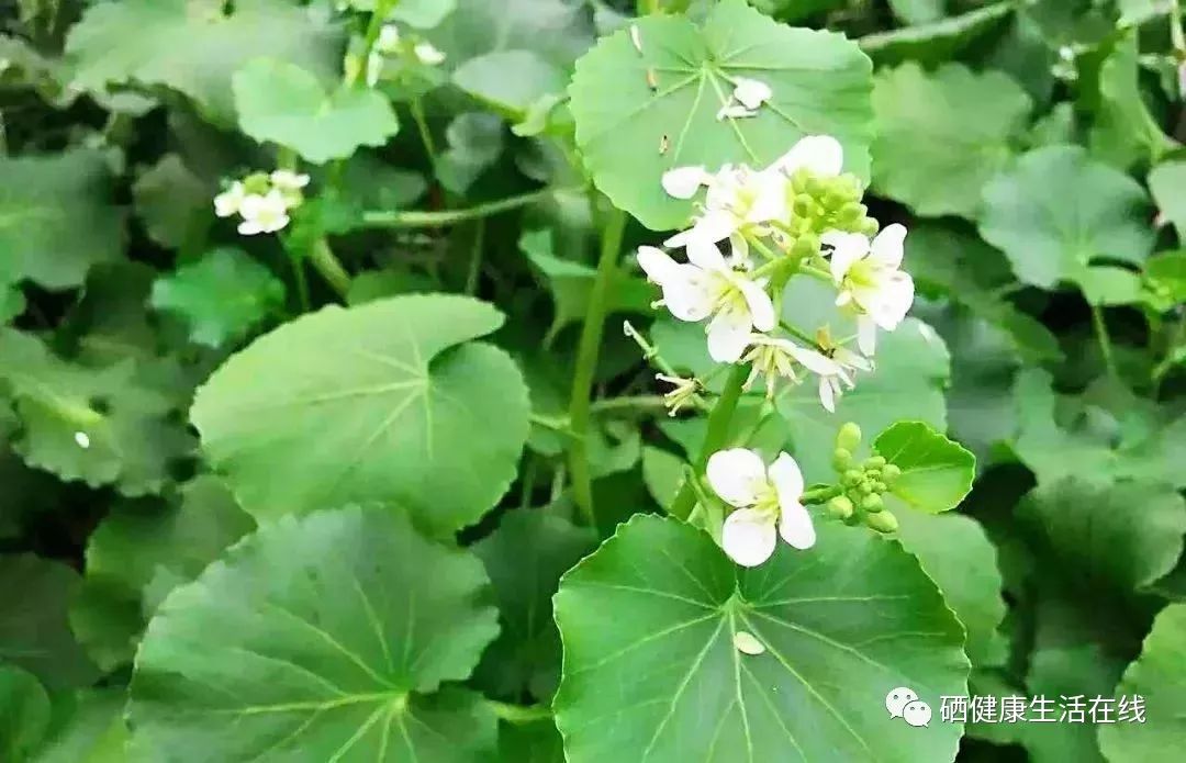 现在国家是不是提倡补硒(国家提倡补硒开始时间)-硒宝网