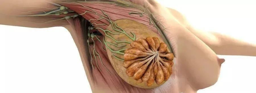 什么食物能够补硒呢女性(女人补硒对妇科)-硒宝网