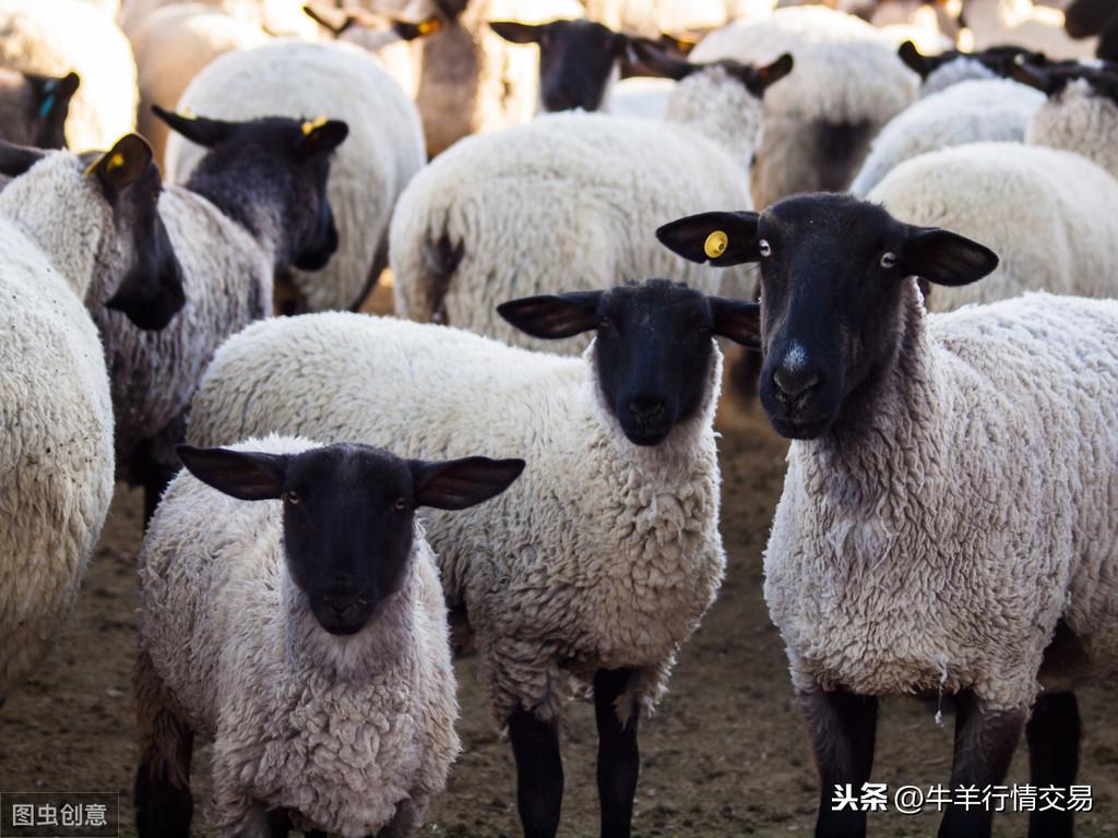 羔羊几天补硒几天补钙呢（给羊补硒用什么药）-硒宝网