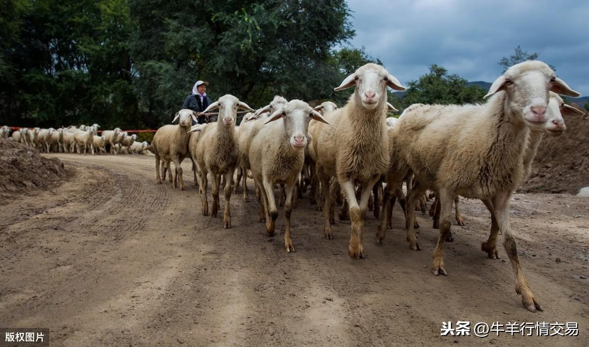 羔羊几天补硒几天补钙呢（给羊补硒用什么药）-硒宝网