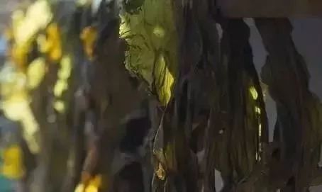 最好的补硒补钙药是什么（补钙补硒食物有哪些）-硒宝网