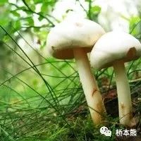 什么东西能有效帮助补硒（能补东西有效帮助硒的食物）-硒宝网