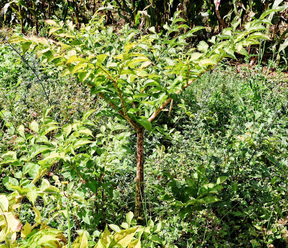 魔芋精粉有没有补硒作用(魔芋精粉的坏处)-硒宝网