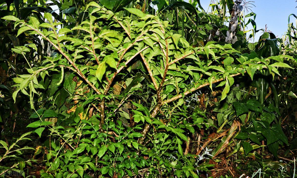 魔芋精粉有没有补硒作用(魔芋精粉的坏处)-硒宝网